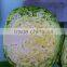 fresh green cabbage