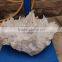 12.52kgs natural rock white quartz crystal clusters for sale
