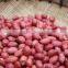 Red skin peanut kernels with good quality for sale