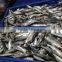 FROZEN SARDINE WHOLE ROUND