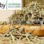 Natural Antioxidant Rosemary