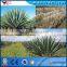 Excellent Performance automatic Sisal fiber machine