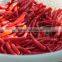 Good quality Dried Red Chilli from Vietnam (website: hanfimex08)