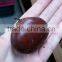 the biggest chestnut the sweetest taste