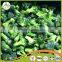 2016 new crop chinese fresh broccoli