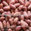 shandong long type blanched red skin peanut kernels