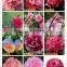 Indoor Plant and Outdoor Plant Camellia Japonica