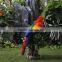 New Zealand's Indigenous parrots birds for sale small