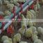 broiler chicken rate poultry farming for broiler