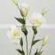 Tongxin different color grandiflorum guangdong factory 27051