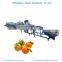 Trade assurance sorting machine for onion / automatic weight sorting machine / dragon fruit grading machine