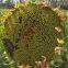 Hot sales high yield giant dwarf sunflower seeds for sale