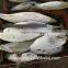 Frozen Bonito Auxis tapeionsoma for sale with size 1000g up