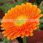 from kunming gerbera flower fresh cut flowers