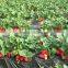 Nonwoven Agriculture Black Ground Mulch Film/Cover