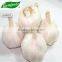 2015 new crop pure white garlic 4.5