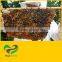 The best Pure Natural Honey - High quality - Best price for bulk