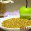 Fresh and newest Buckwheat pollen in bulk