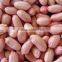 Junan peanut / biggest peanut factory