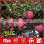 2016 new fresh honey fuji apples exporter in China