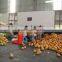 Large supply Navel Orange/ fresh citrus fruit