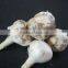 Longer New Type Garlic Root Cutting Machine with Trolley