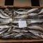 New catch whole round BQF fresh land frozen sardine with cheap price and good quality