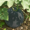 Maria pure black skin  watermelon hybrid watermelon seeds