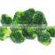 High Quality IQF Frozen Broccoli Vegetable