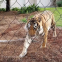 304 Stainless Steel Wire Aviary Rope Zoo Mesh for Zoo Enclosure