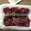 2016 new crop fresh red grape