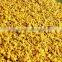 Polished Turmeric Finger for USA Buyers