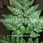Top Quality Fern Plant For Hotel Living Room Fern Leaf
