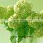 Pretty High Quality Home Decoration Hydrangea Fresh Cut Flower With Long Vase Life