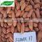 long type peanut kernel