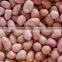 China peanut kernels baisha with best price