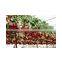 Strawberry Egyptian Exporters