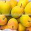 Alphanso Mangoes