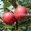 2016 Fresh red star apples with high quality for sale Chinese fresh red star apples factory