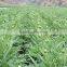High quality Artichoke seeds Cynara scolymus seeds for growing-Seeds Sale