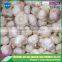 Export ginger & garlic 10kg and 20kg/mesh bag
