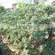 Chinese elm bonsai s shape