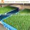 Trade Assurance green beans seedling sprout machine / bean sprout process machine