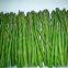 IQF Green asparagus