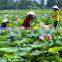 Vietnam Lotus seed