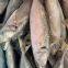 horse mackerel 100-200/trachurus japonicus/mackerel trachurus japonicus