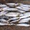 Frozen Sardine Fish Whole