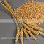 Pure Durum Wheat