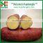 BEST SELLER: SWEET POTATO from China