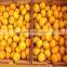 Baby Mandrain Exporter